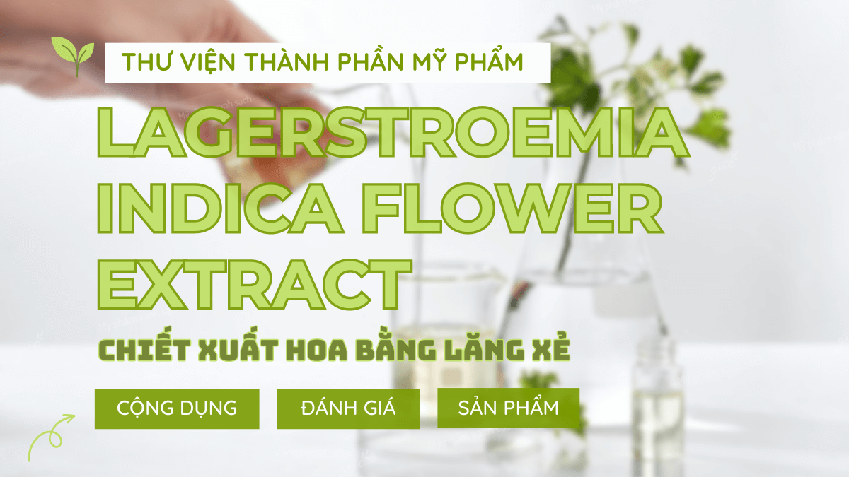 Thành phần Lagerstroemia Indica Flower Extract