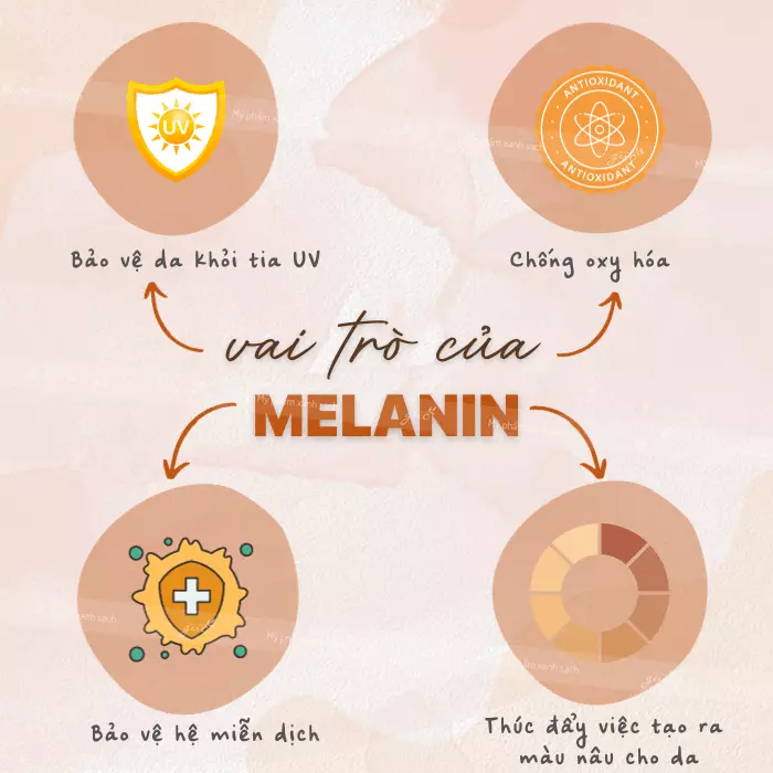 Vai trò của melanin